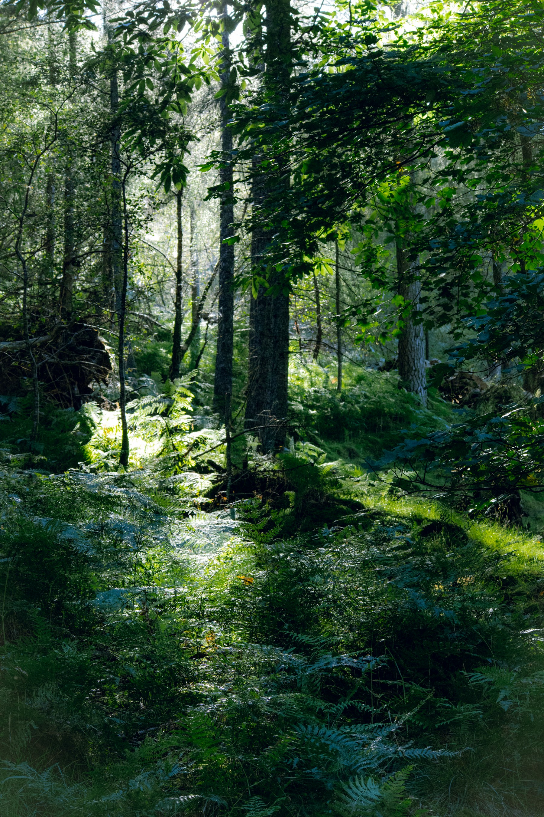 Sunlight through woodland beside Buttermere in the Lake District