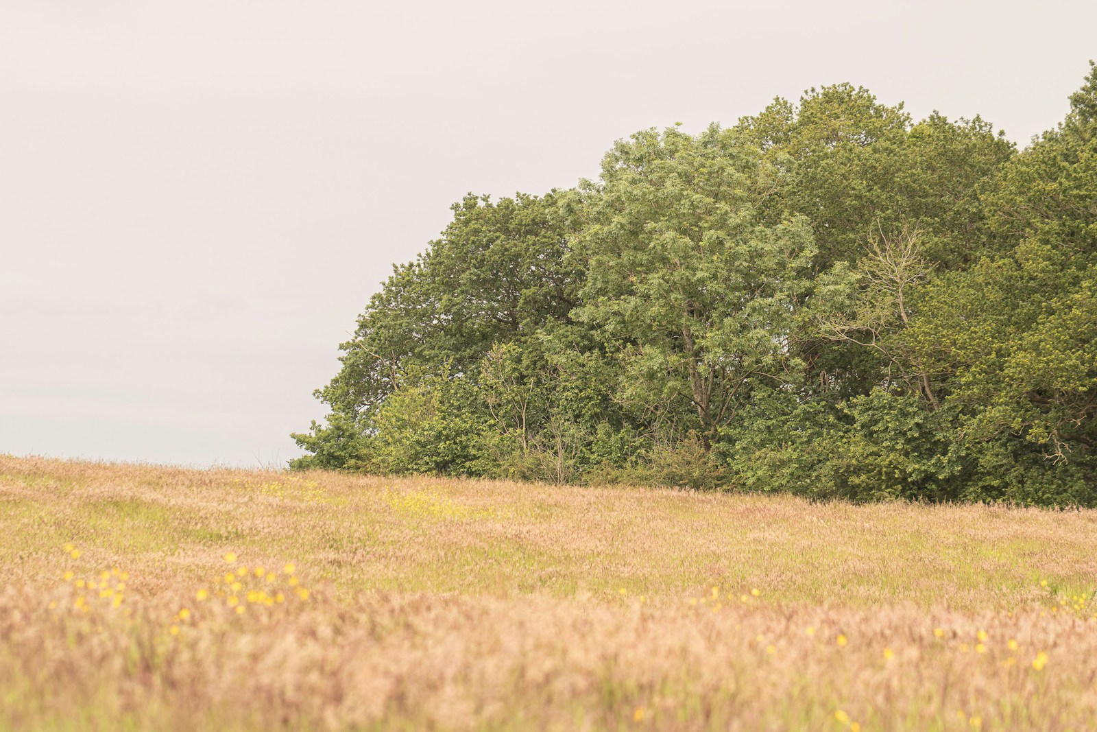 A hay meadow beside woodland in Cheshire