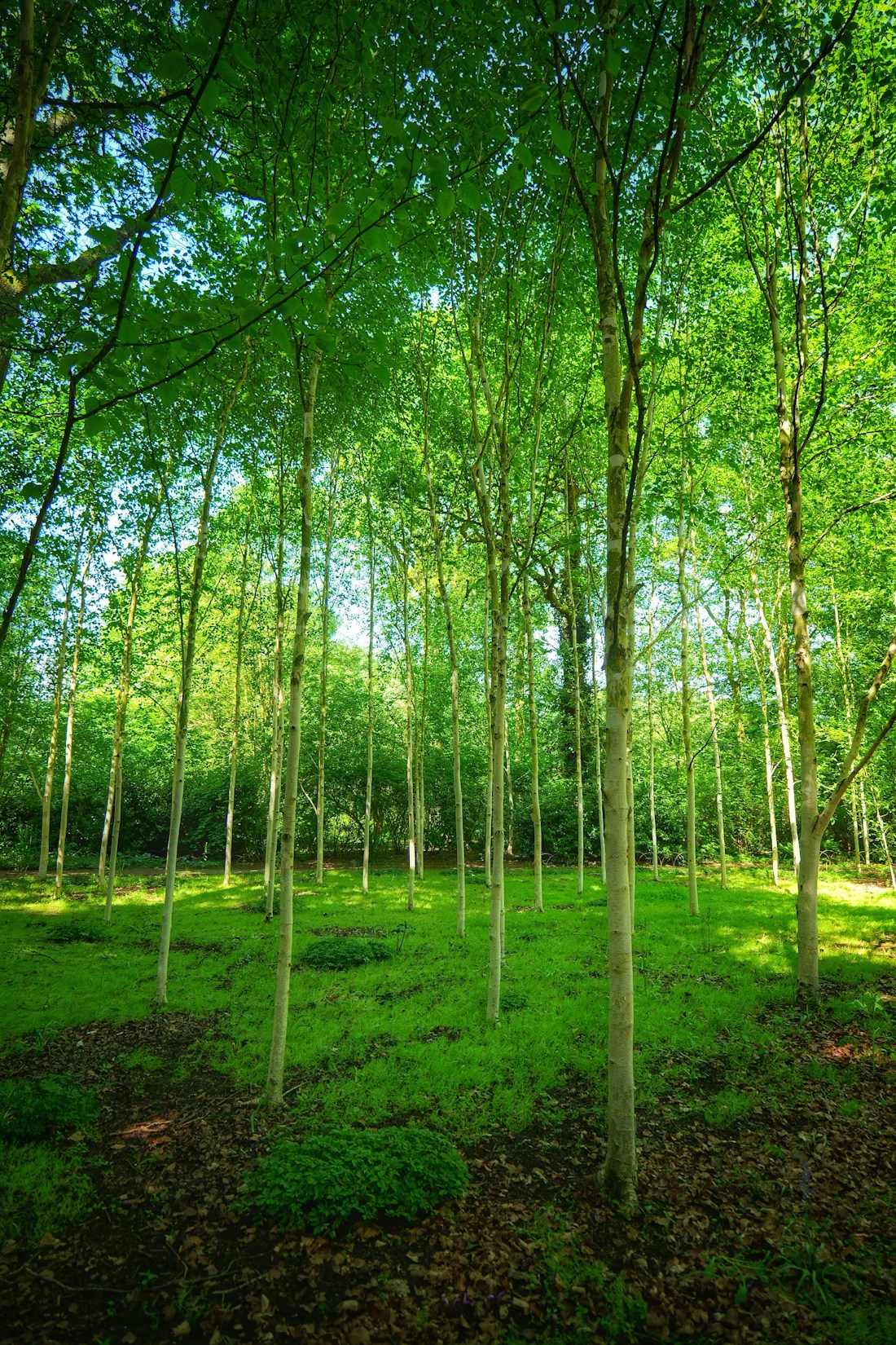 Fresh green trees in Cheshire woodland
