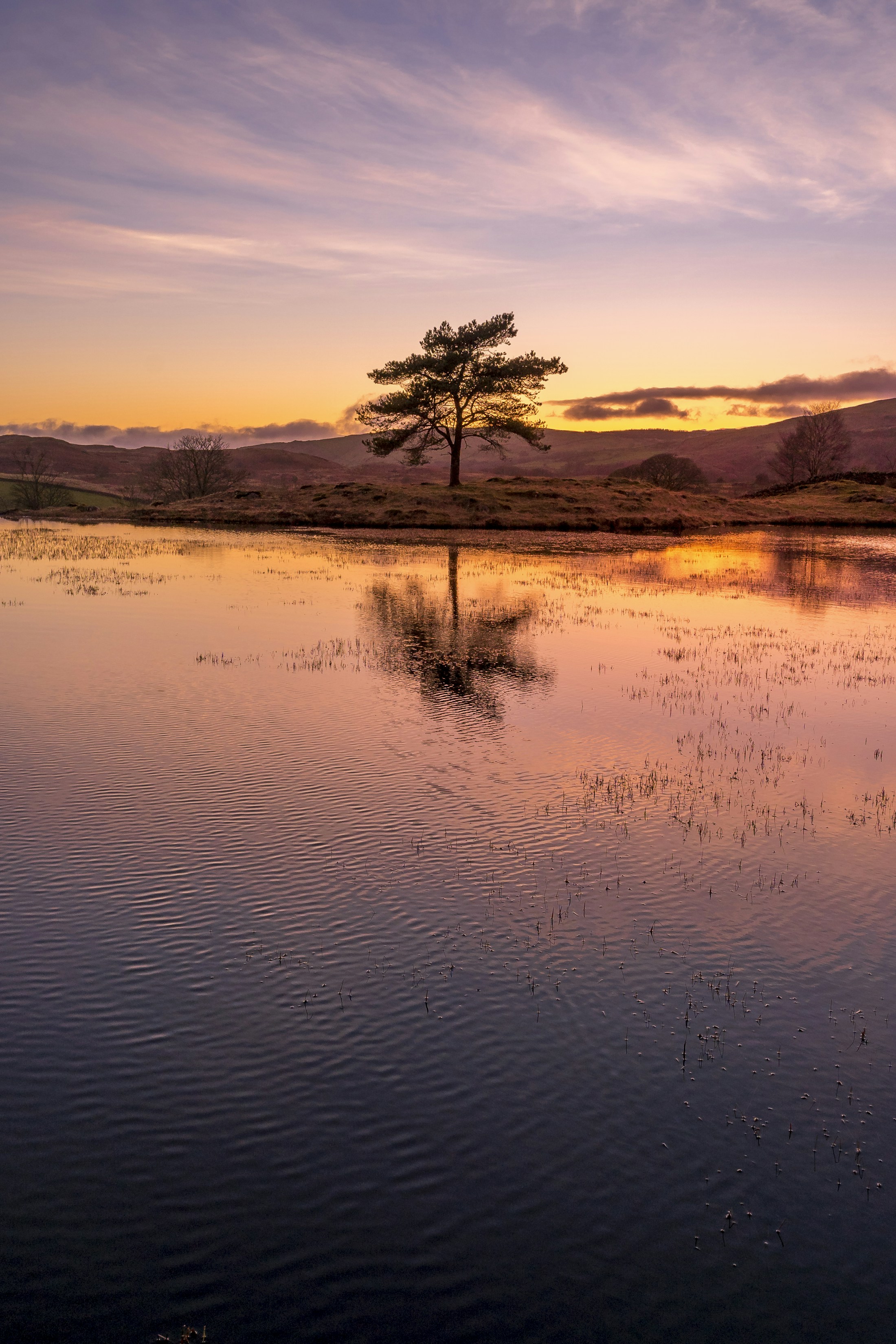 A lone tree reflected in Kelly Hall Tarn near Coniston, Cumbria, at sunset